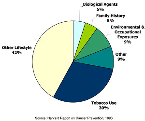 Pie chart of primary causes of estimated cancer deaths